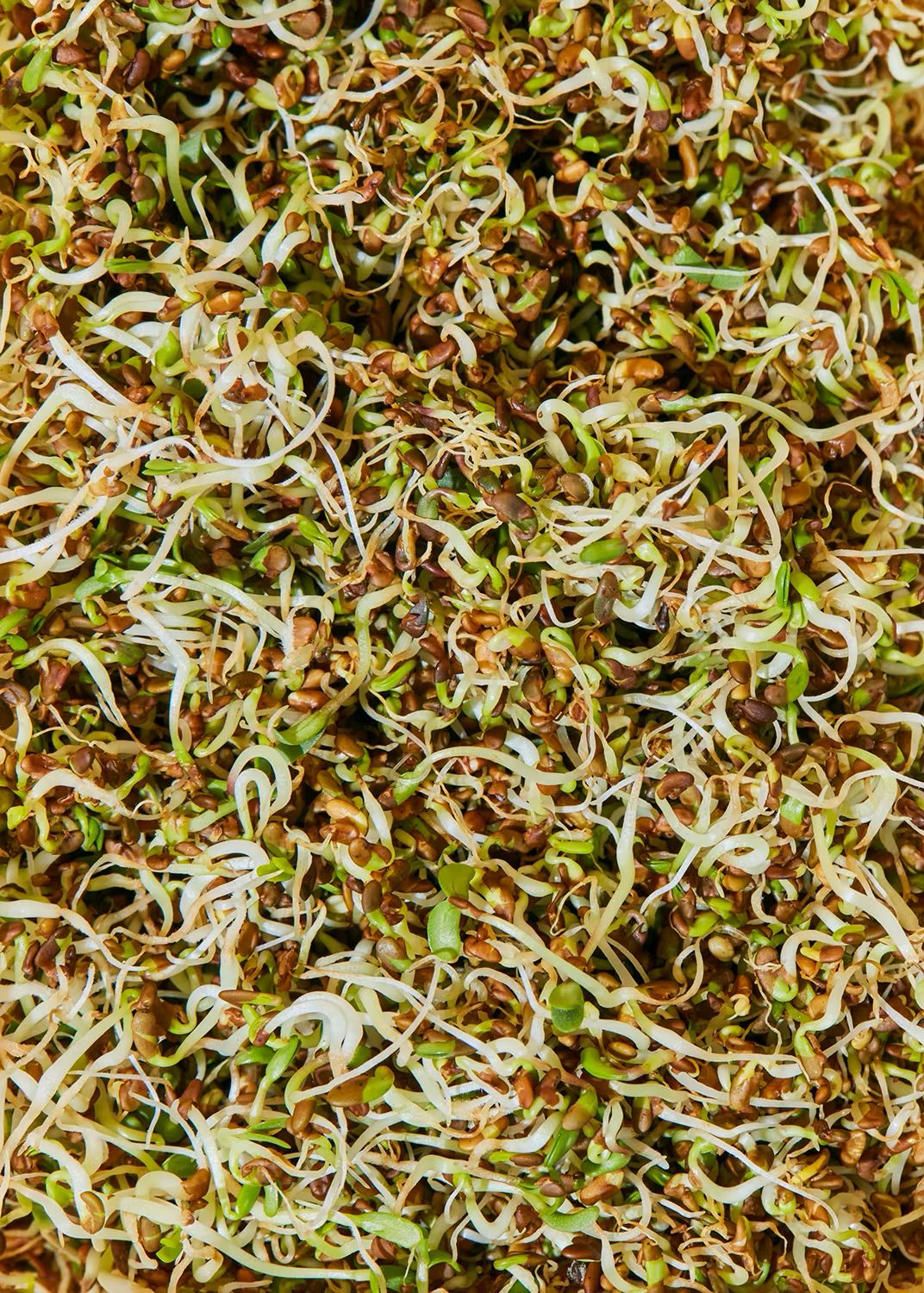 KoRo Bio Alfalfa Samen | 1kg